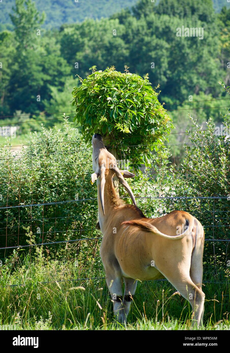 Gemeinsame Eland Beweidung aus Gras und Bush. Antilopenarten können domestiziert werden. Vom Baum an der Wilds in Cumberland. Gehörnte Rotwild, taurotargus Stockfoto