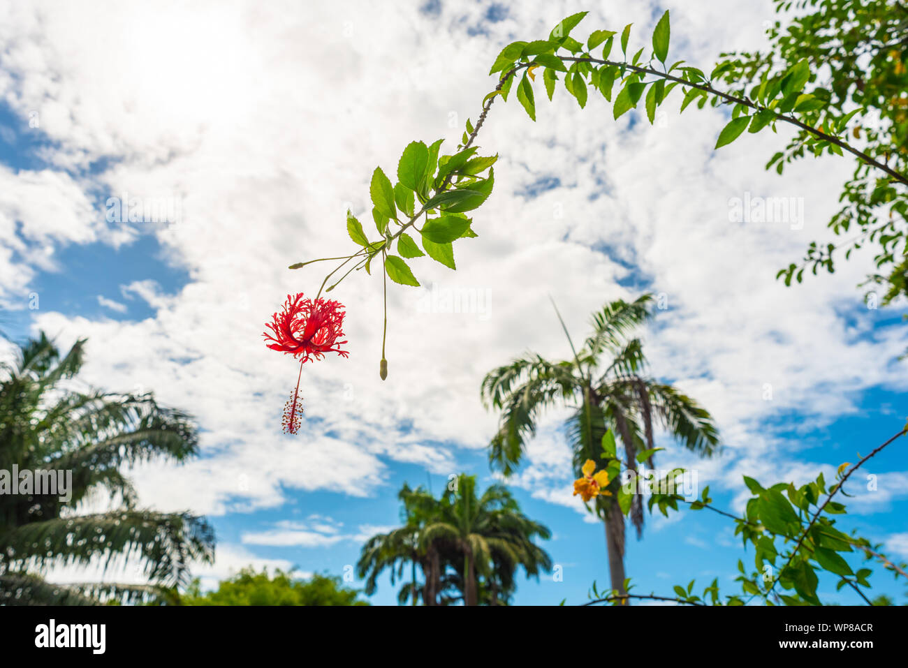 Hibiscus rote Blume auf einem Ast gegen den blauen Himmel, mit Palmen im Hintergrund. König Rama 9 Park in Bangkok. Stockfoto