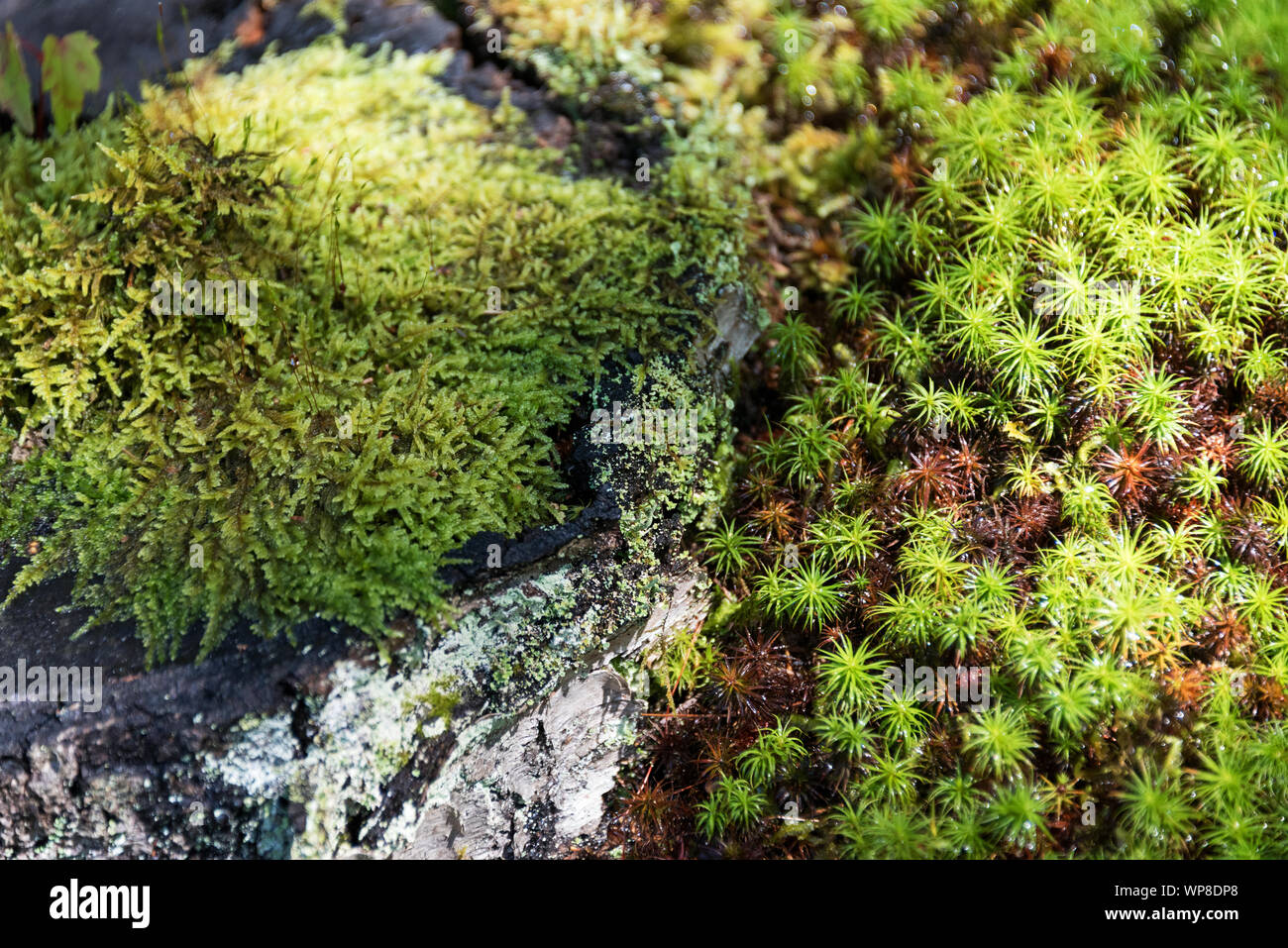 Sphagnum Moos wächst auf einem Papier Birke Stump, umgeben von Haircap Moss. Stockfoto