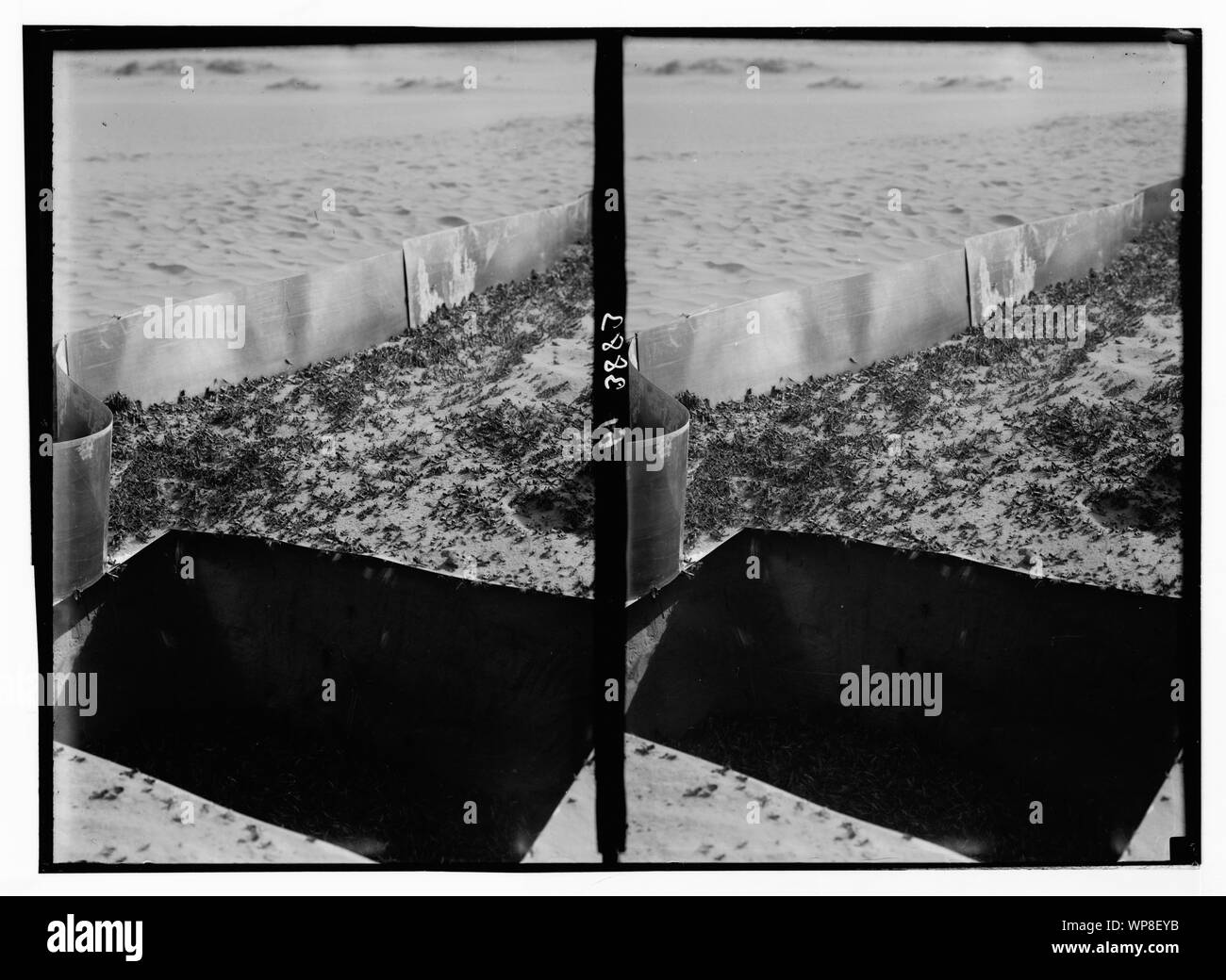 Heuschrecken Plage in Palästina. Methoden der Bekämpfung der Heuschreckenplage. Schwärme von Heuschrecken, die den tödlichen Sprung in die unausweichliche gemeinsamen Grab Stockfoto