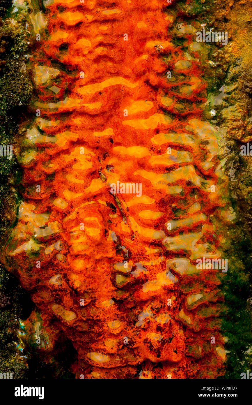 Kräftige Farben in diesem thermischen Ökosystem von Algen, Kolonien von Mikroorganismen und eisenhaltiges Wasser. Furnas Vulkan, Azoren, Portugal. Stockfoto