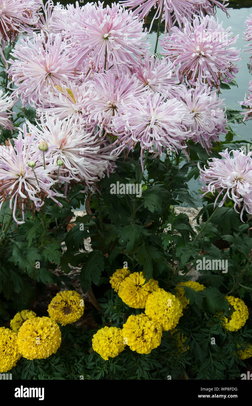 Pfingstrosen neben dem Pool des Schwarzen Drachens, Lijiang, Yunnan, China florieren Stockfoto