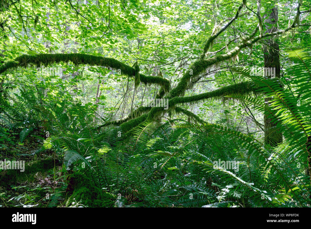 Mystische moosigen Wald im Staat Washington - Farne und Moos bedeckt Bäume Stockfoto