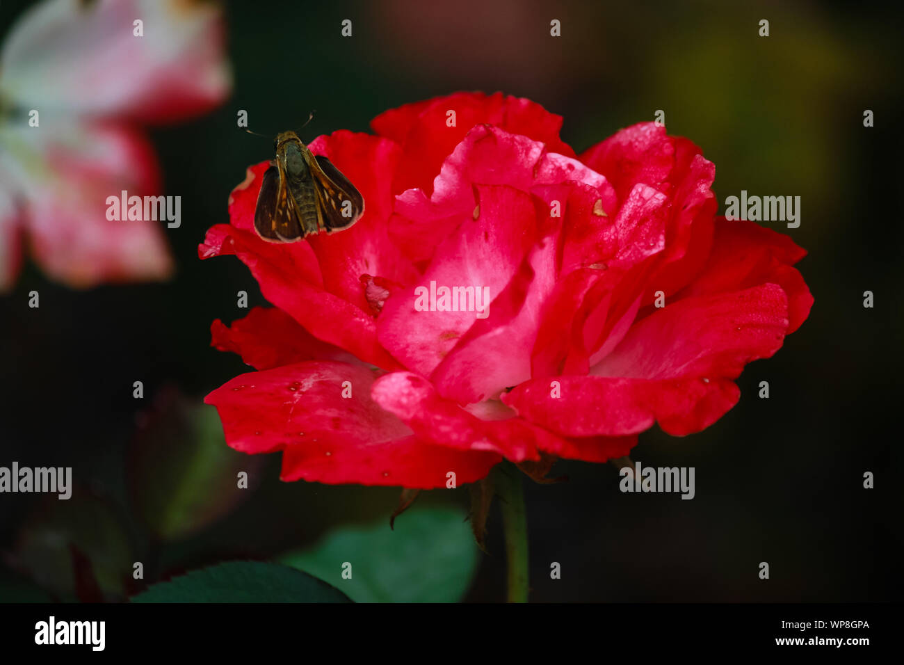 Rosa Bin auf Cheri"-Bug sitzen auf dem Hybrid Tea Rose Blume Stockfoto