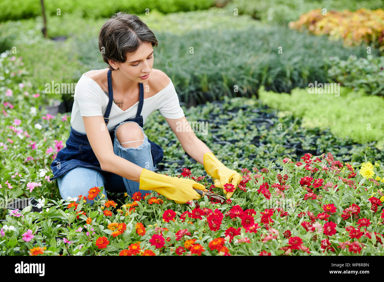 Konzentriert Gärtnerei Arbeiter in Schürze und Gummihandschuhe prunning rot blühenden Blumen Stockfoto