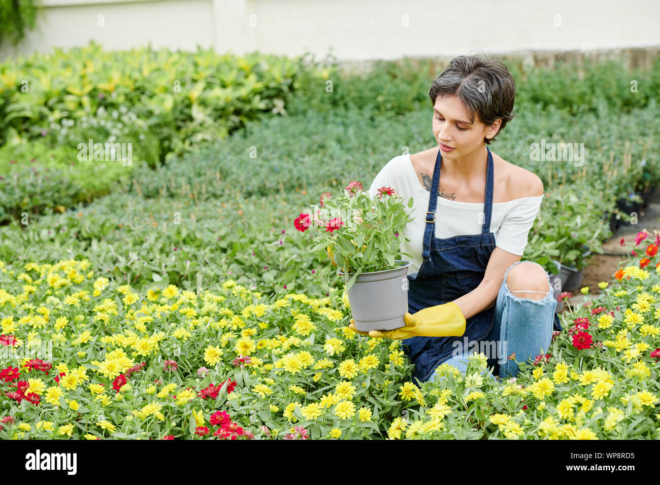Hübsche weibliche Gärtner tragen Schürze beim Stechen blühenden Blumen in Ihrem Hinterhof Stockfoto