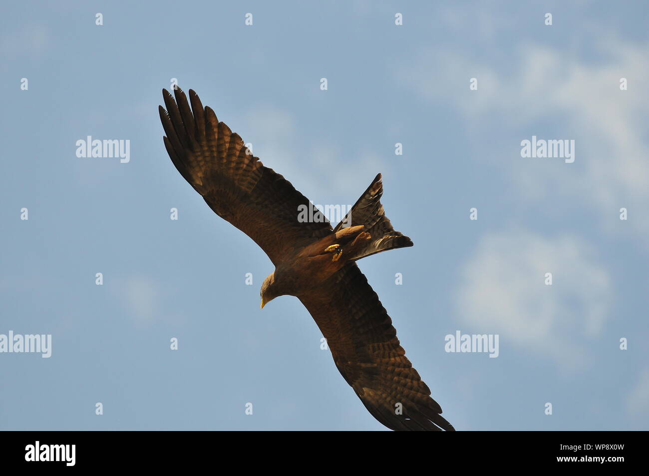 Äthiopischer Vogel des Gebetes Stockfoto