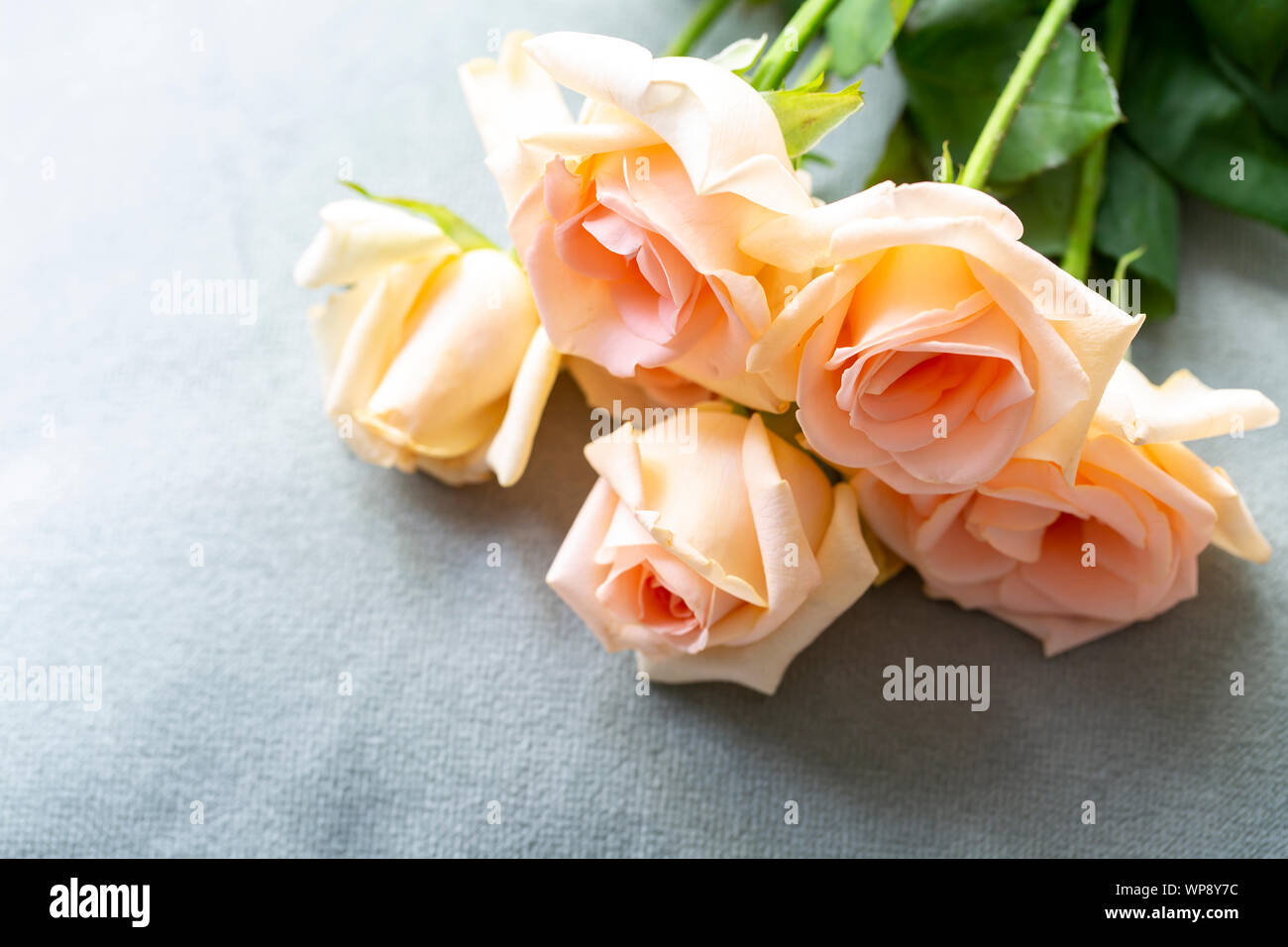 Rosa Rose Blume, Hintergrund und romantischen Konzept Stockfoto