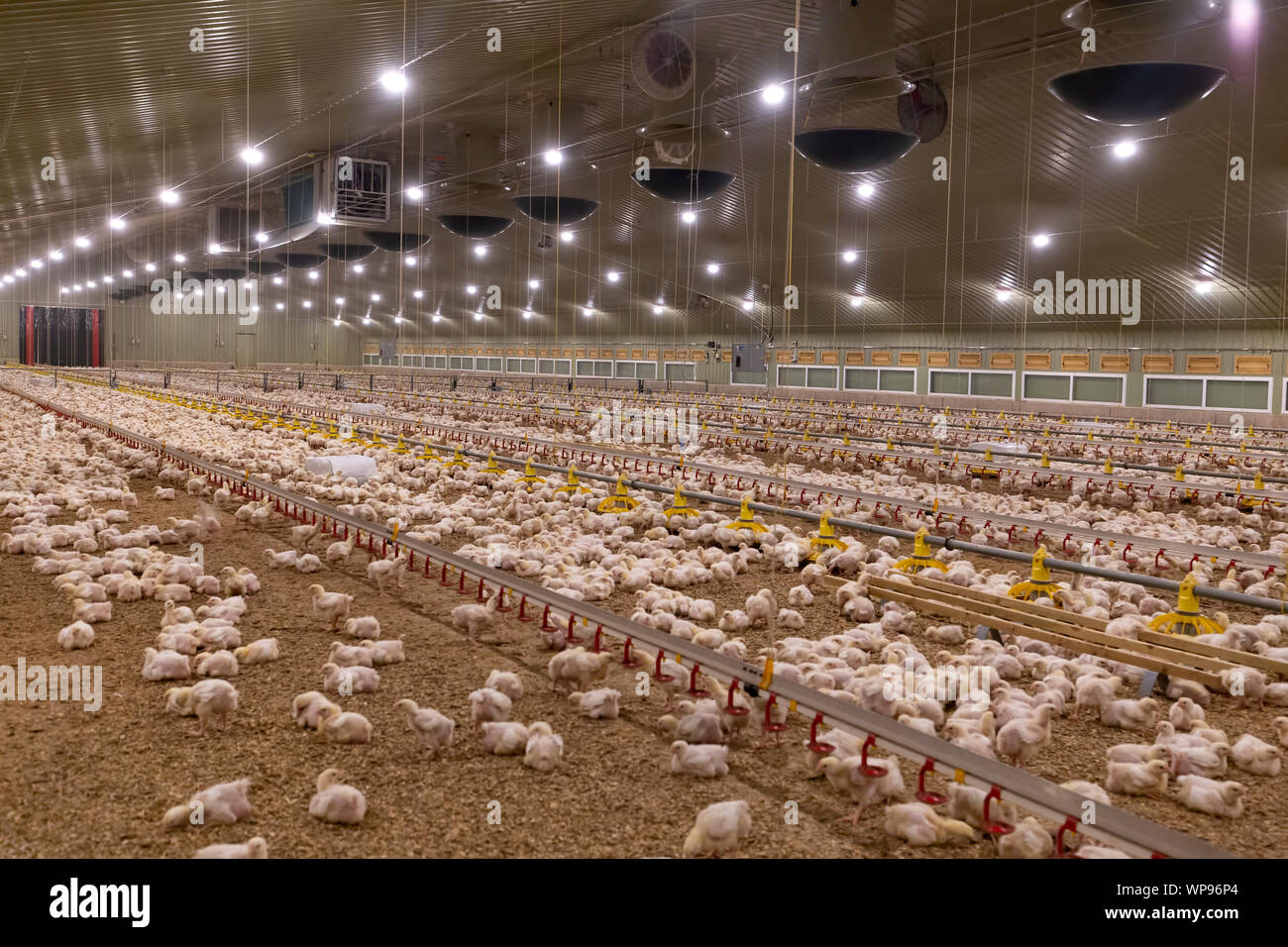 Kleine Hühner in einem großen Brüterei Stockfoto