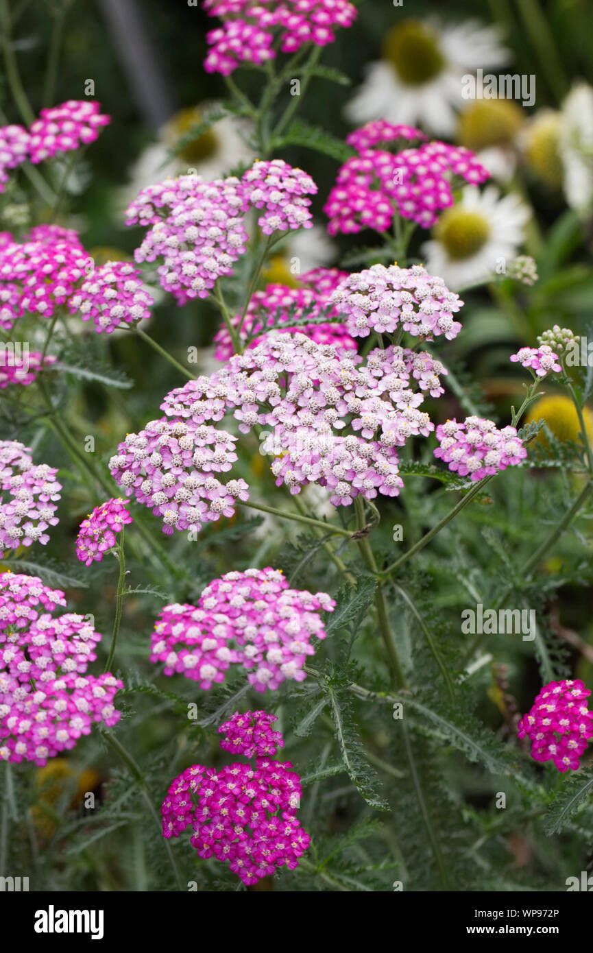 Achillea millefolium 'Cerise Queen' Blumen Stockfoto