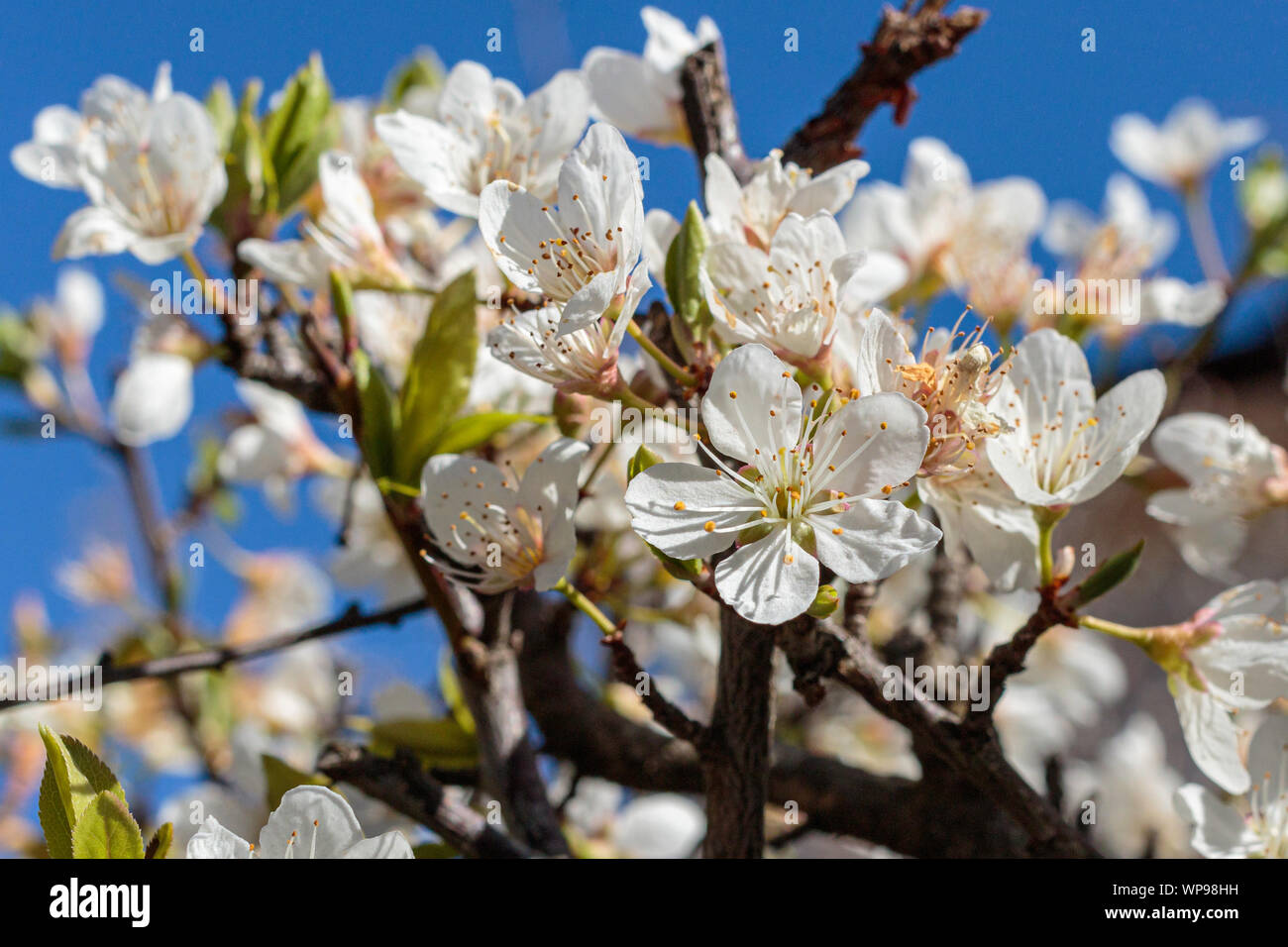 Weißen Kirschblüten auf einem Baum an Manuka, ACT, Australien auf einer winterlichen Nachmittag im August 2019 Stockfoto