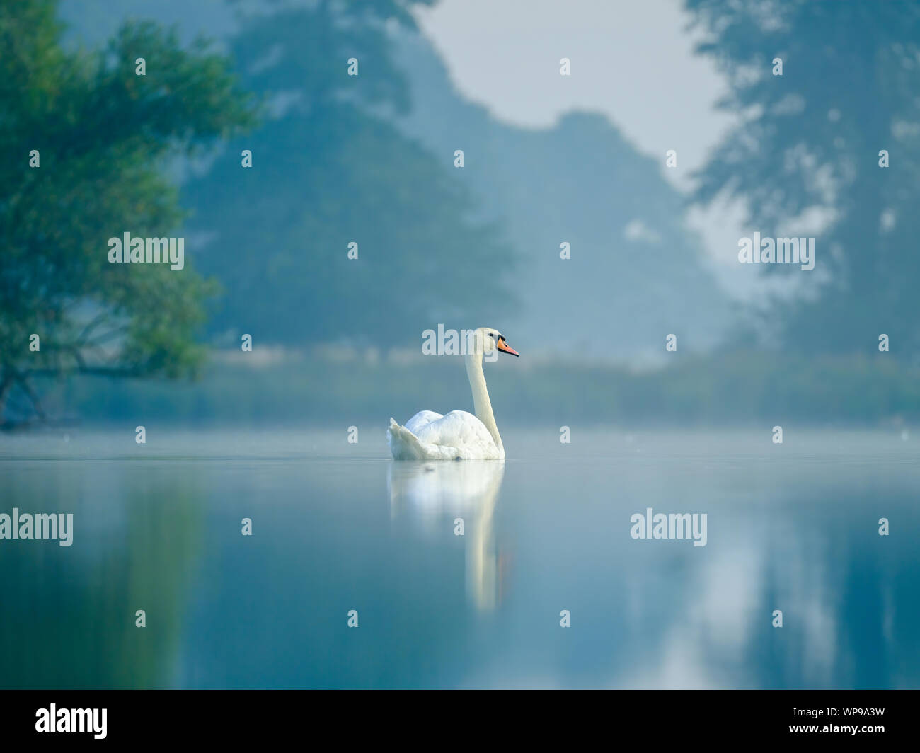 Schwan auf See Stockfoto