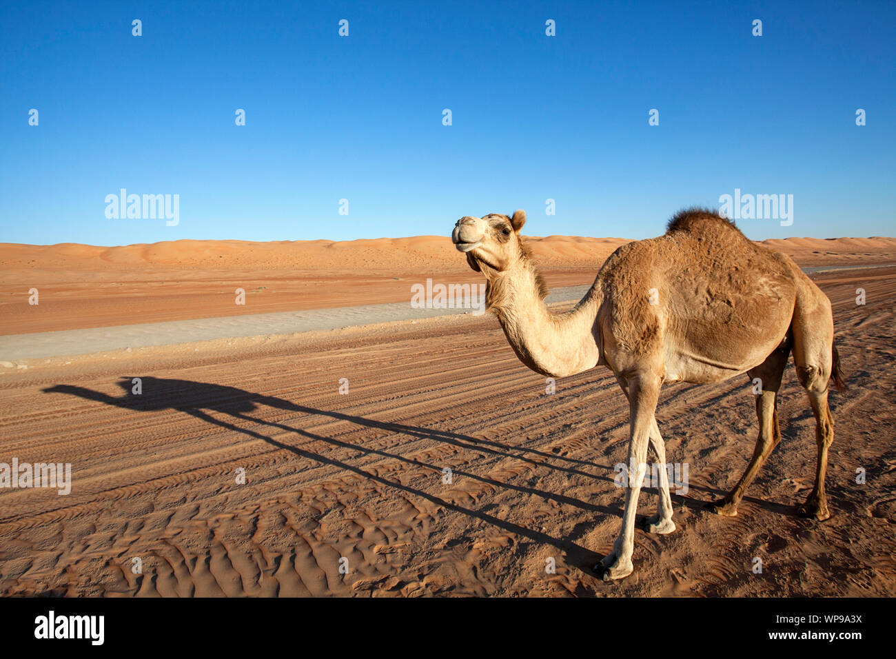 Ein Arabisches Kamel/one-Humped Dromedar (Camelus dromedarius) und seine Schatten stehend von der Schotterstraße in Wahiba Sands im Oman Stockfoto