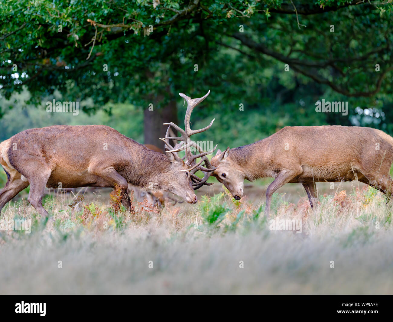 Rotwild im Richmond Park, London, UK Stockfoto