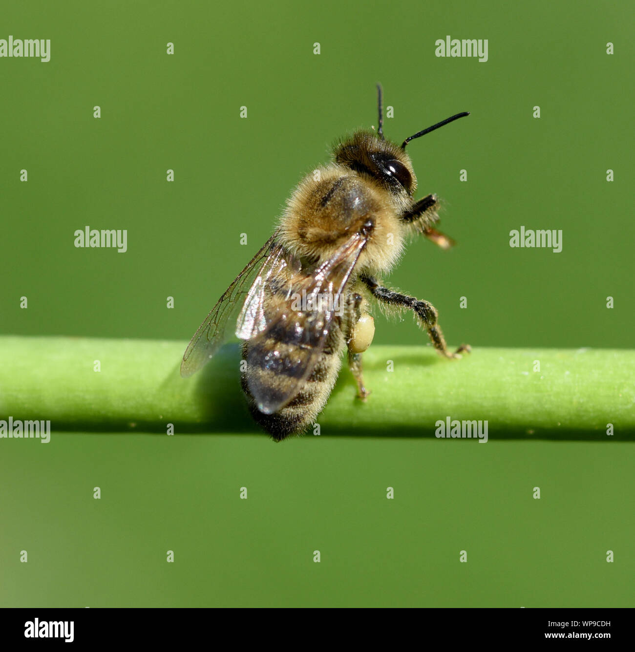 Honigbiene, Apis mellifera, ist ein wichtiges Insekt zur Bestaeubung von Pflanzen und zum Illustr. von Honig. Honigbiene, Apis mellifera, ist ein Importan Stockfoto