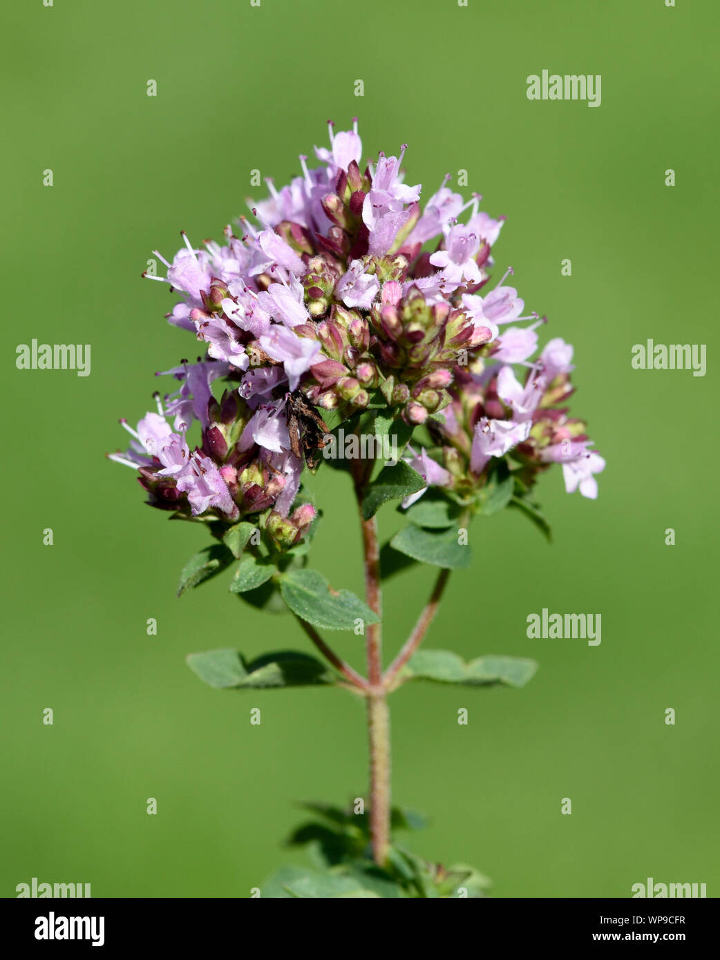 Origanum vulgare, ist wilder Majoran und eine Heil- und Kraeuterpflanze. Origanum vulgare, Origano und ein Arzneimittel und pflanzliche Anlage. Stockfoto