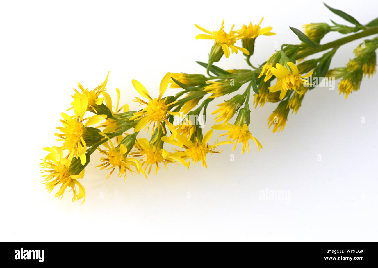 Goldrute, solidago virgaurea ist, eine Pflanze sterben wild vorkommt. Sie ist eine Staude mit gelben Blueten und eine wichtige Heilpflanze und wird auch i Stockfoto