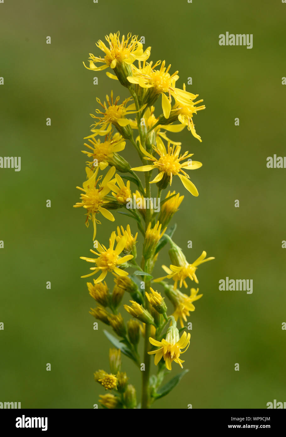 Goldrute, solidago virgaurea ist, eine Pflanze sterben wild vorkommt. Sie ist eine Staude mit gelben Blueten und eine wichtige Heilpflanze und wird auch i Stockfoto