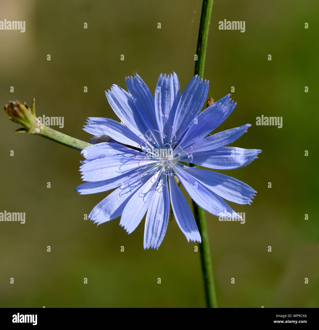 , Wegwarte Cichorium intybus, ist eine Wild- und Heilpflanze mit blauen Blueten. Die blueten sind essbar. Chicorée, Cichorium intybus, ist ein wildes und Med Stockfoto