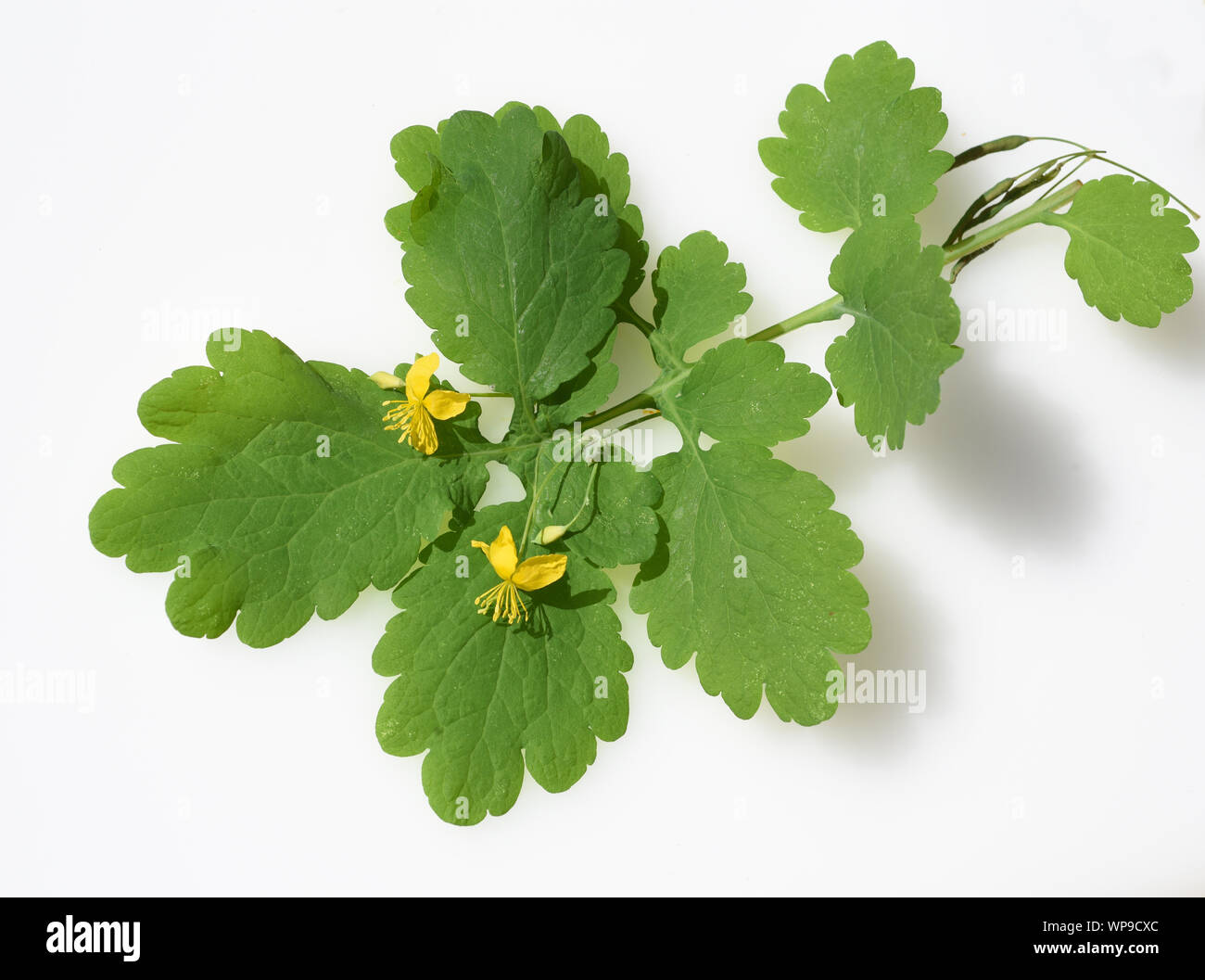 Schoellkraut, Chelidonium majus, ist eine Heil- und Giftpflanze mit gelben Blueten. Chokeweed, Chelidonium majus, ist ein Arzneimittel und giftige Pflanze w Stockfoto