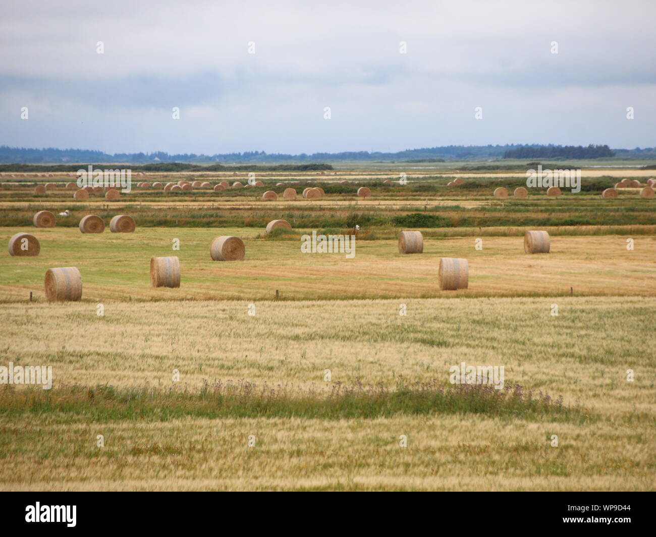 Malerische Landwirtschaft Landschaft mit runden Strohballen in Dänemark Stockfoto