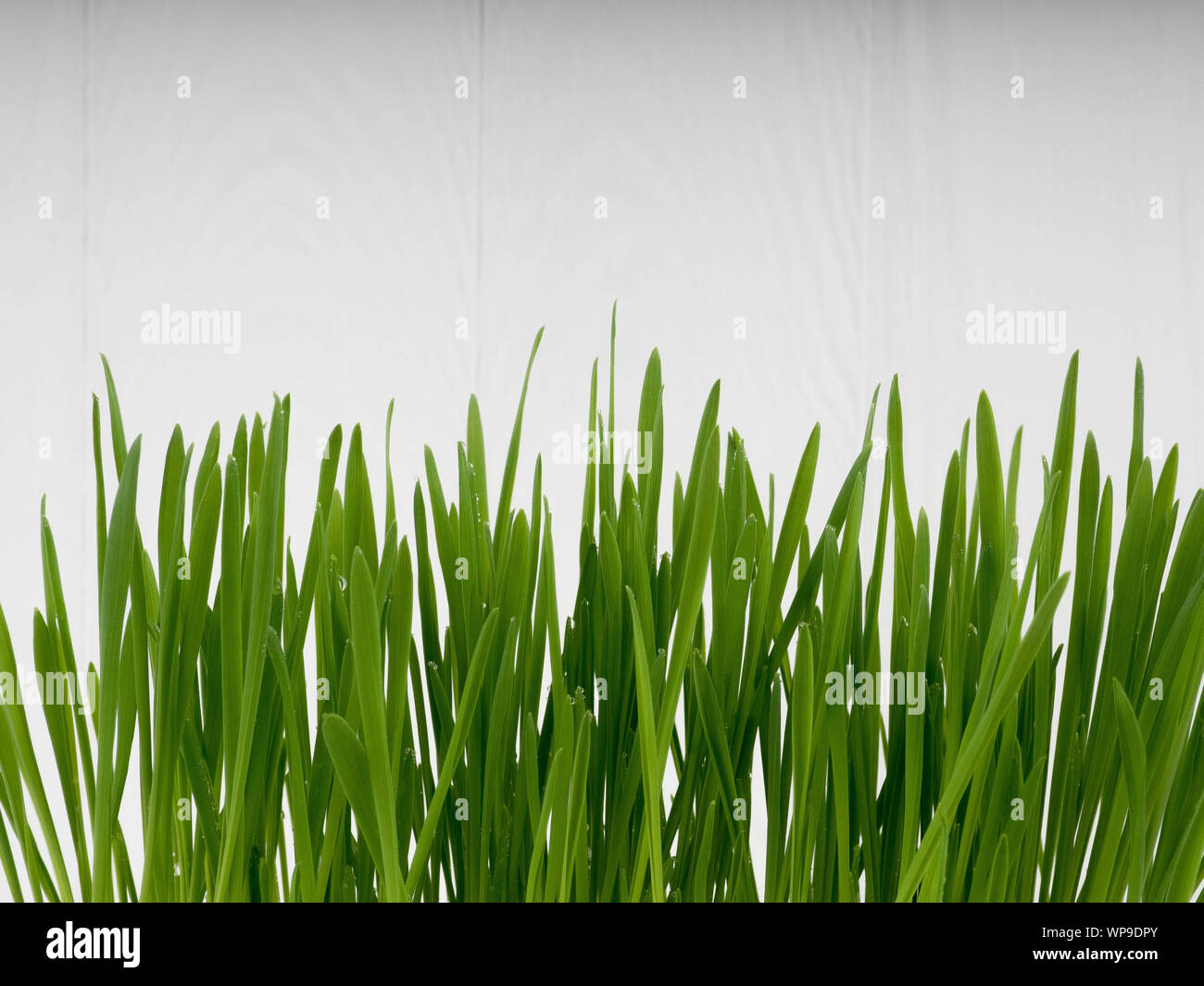Pet-Gras, Katze, Gras, Schnittlauch Stockfoto