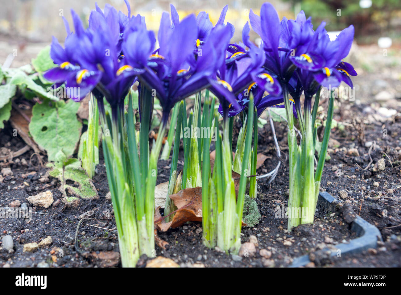 Iris reticulata Pixie Topf versenkter Behälter im Boden Stockfotografie