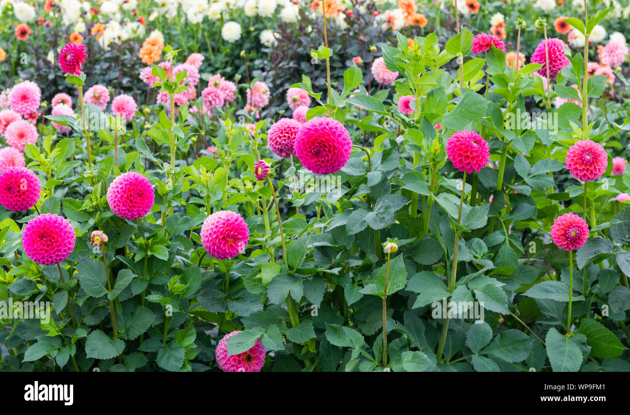 Rosa pom pom/ball Dahlien wachsen in einem Feld Stockfoto