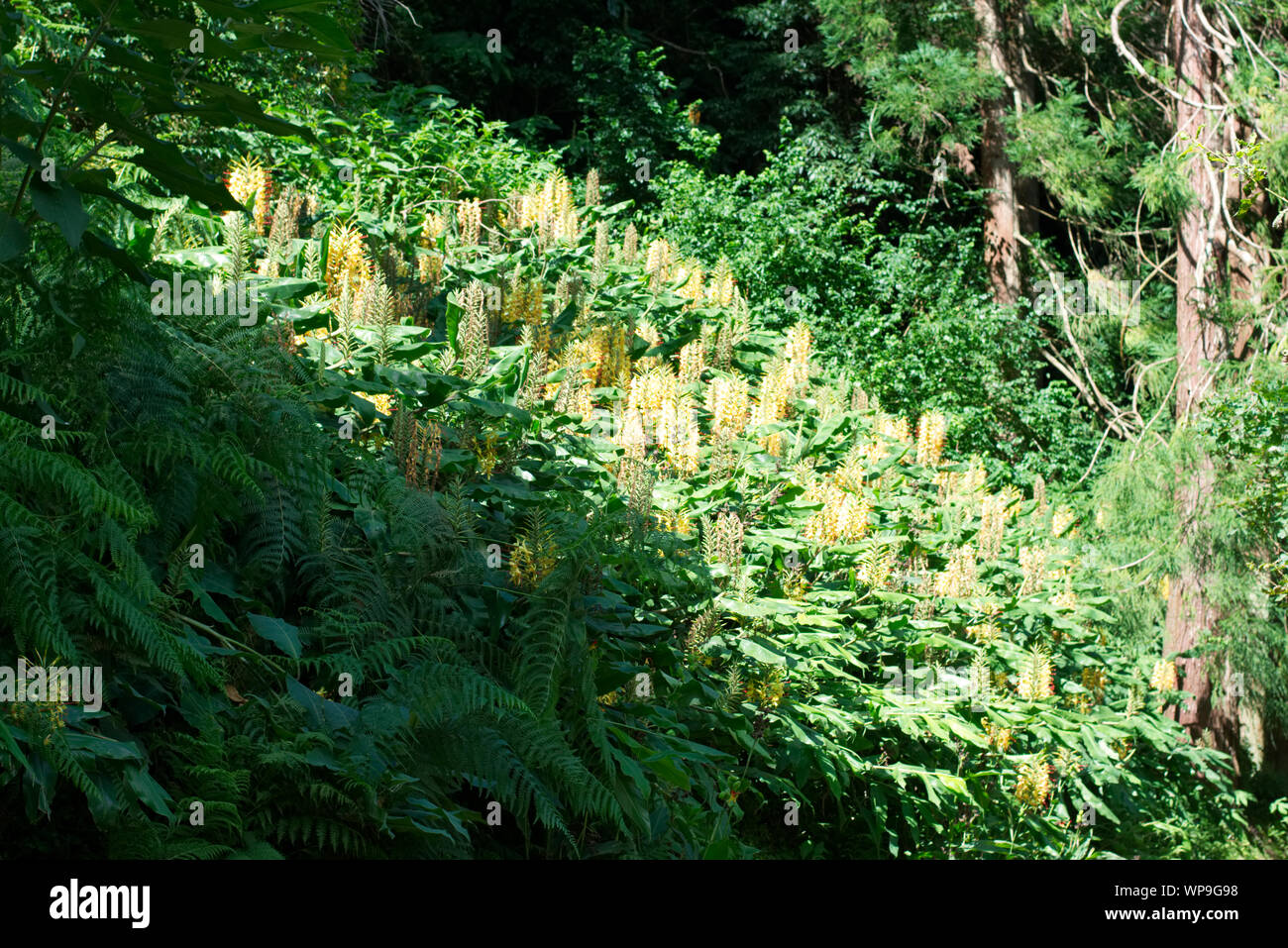 Kahili Ginger in der Nähe von selbst Städte' Lagune - Sao Miguel, Azoren Stockfoto