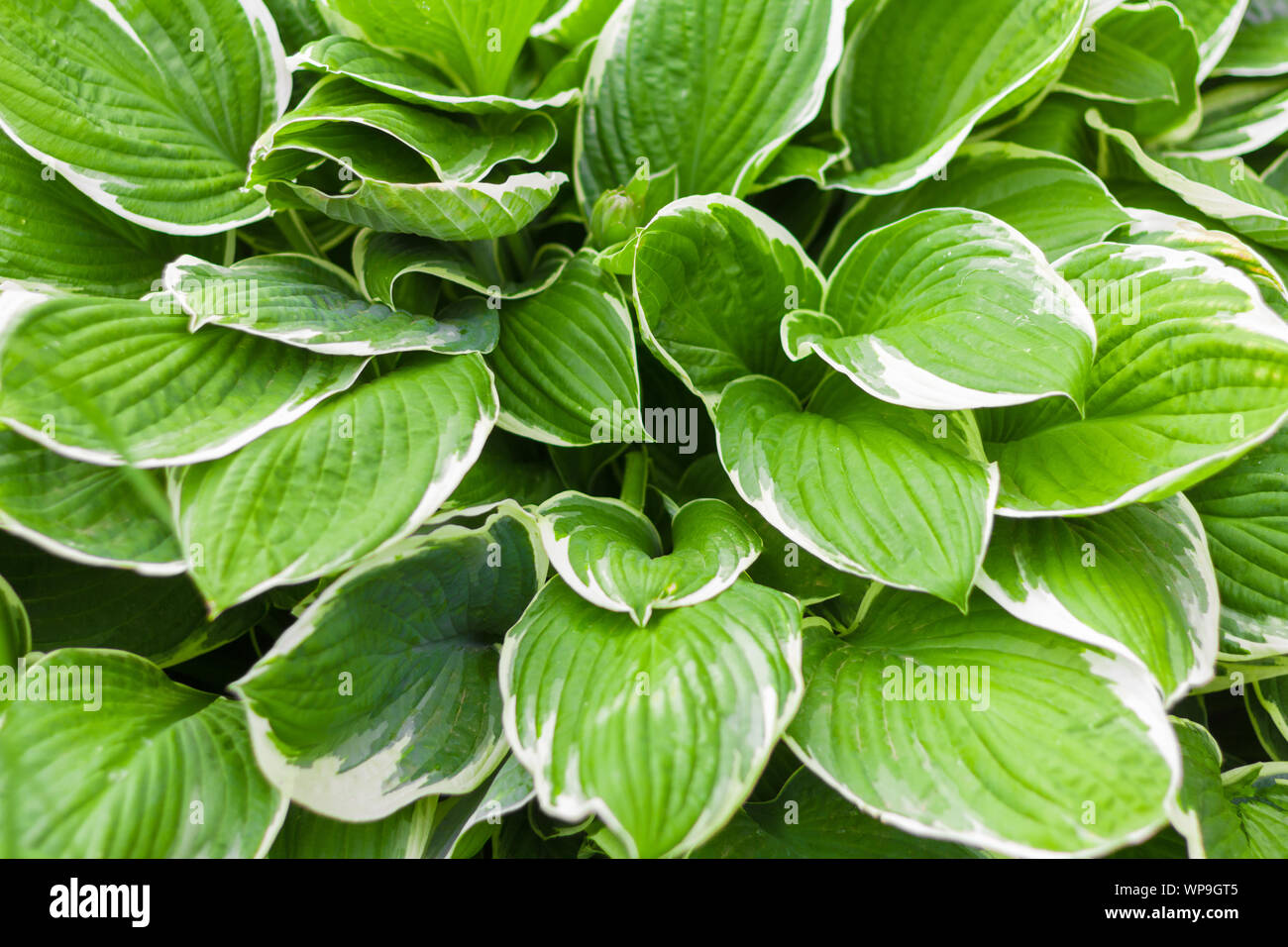 Grüner hosta busch -Fotos und -Bildmaterial in hoher Auflösung – Alamy