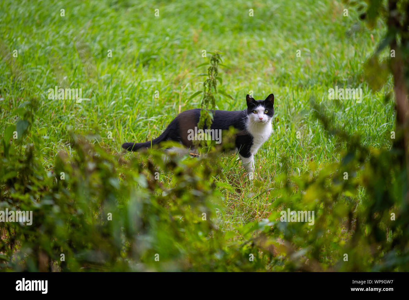Eine Katze schleicht durch ein Feld auf der Suche nach Mäuse Stockfoto