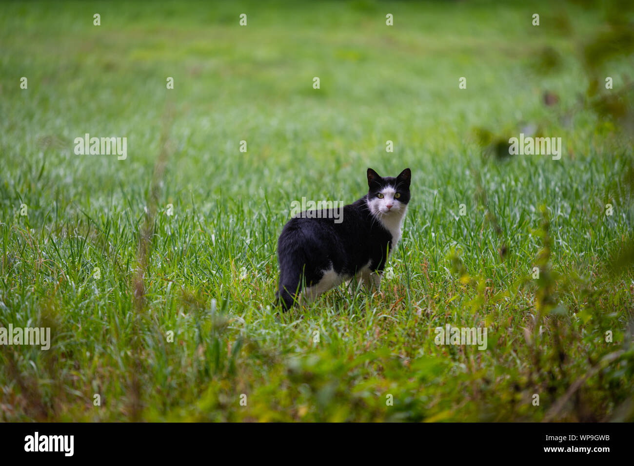 Eine Katze schleicht durch ein Feld auf der Suche nach Mäuse Stockfoto