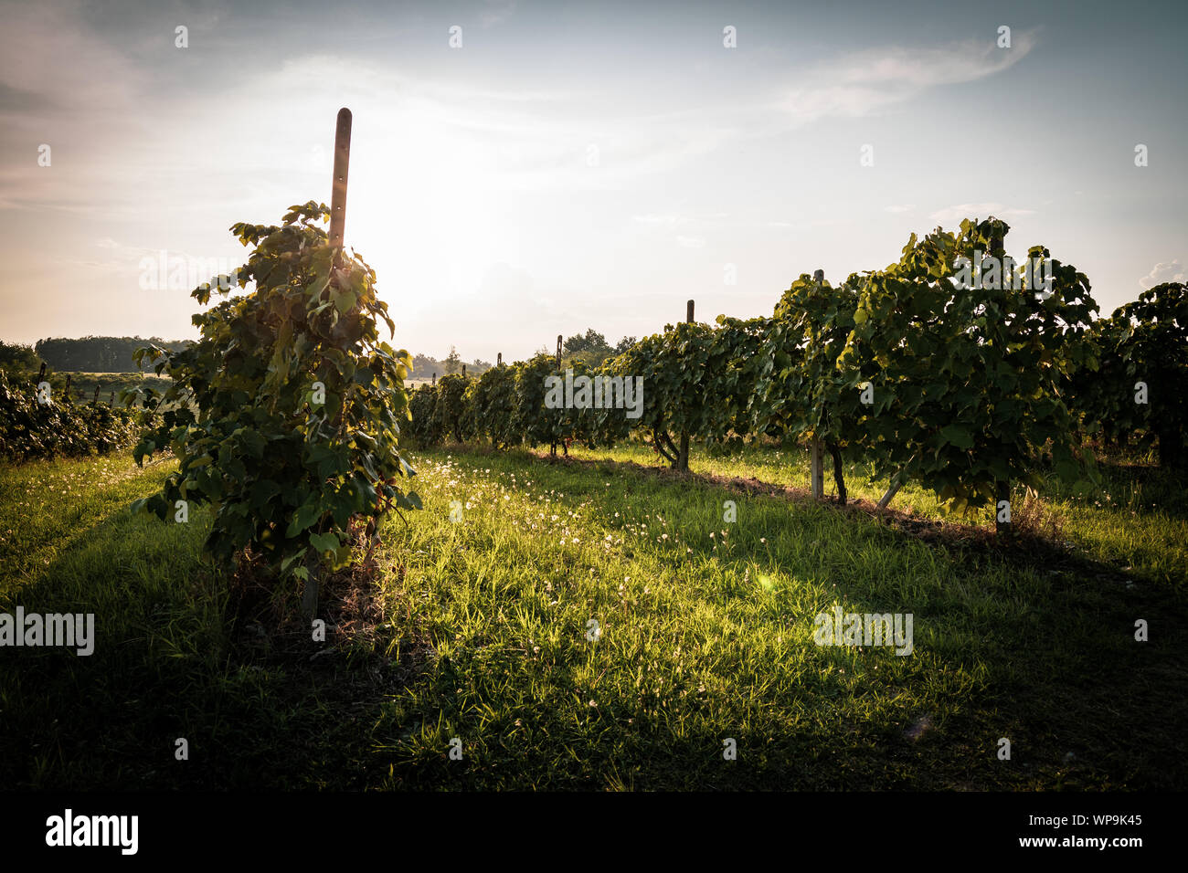 Trauben der Novara Hügel zur Ernte bereit, Novara, Piemont, Italien Stockfoto