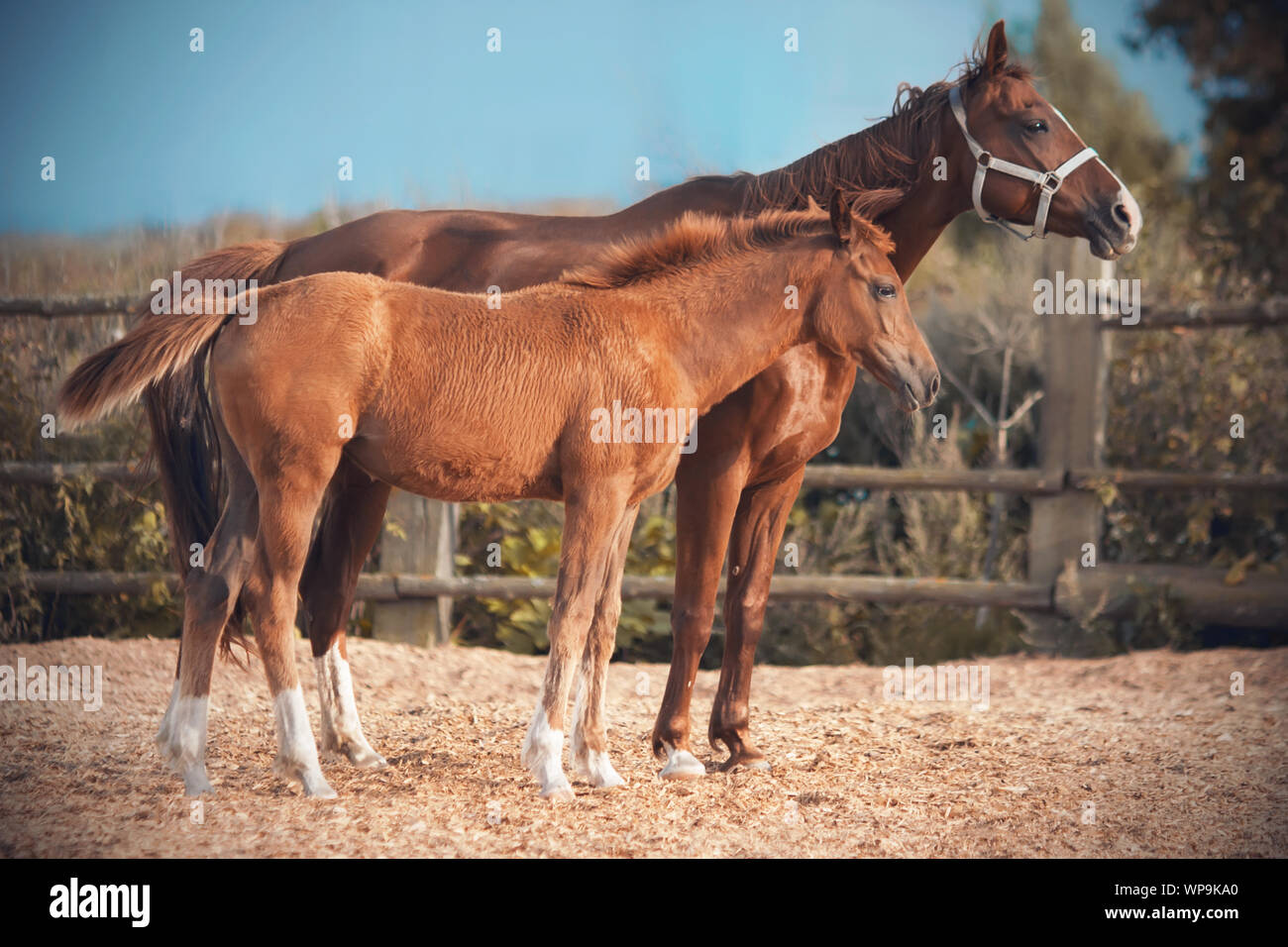 Ungesatteltes Pferd Stockfotos und bilder Kaufen Alamy Flauschiges Pferd Stockfotos und bilder Kaufen Alamy