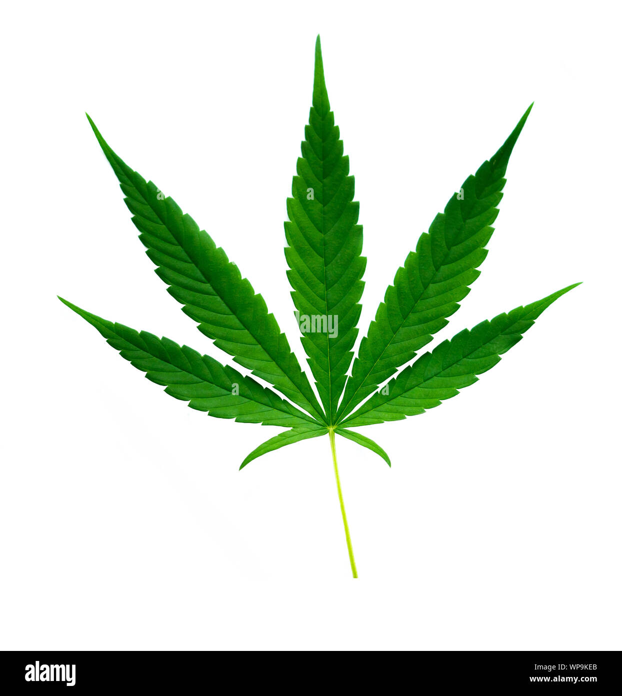 Frisches Grün Marihuana Blatt auf weißem Hintergrund Stockfoto