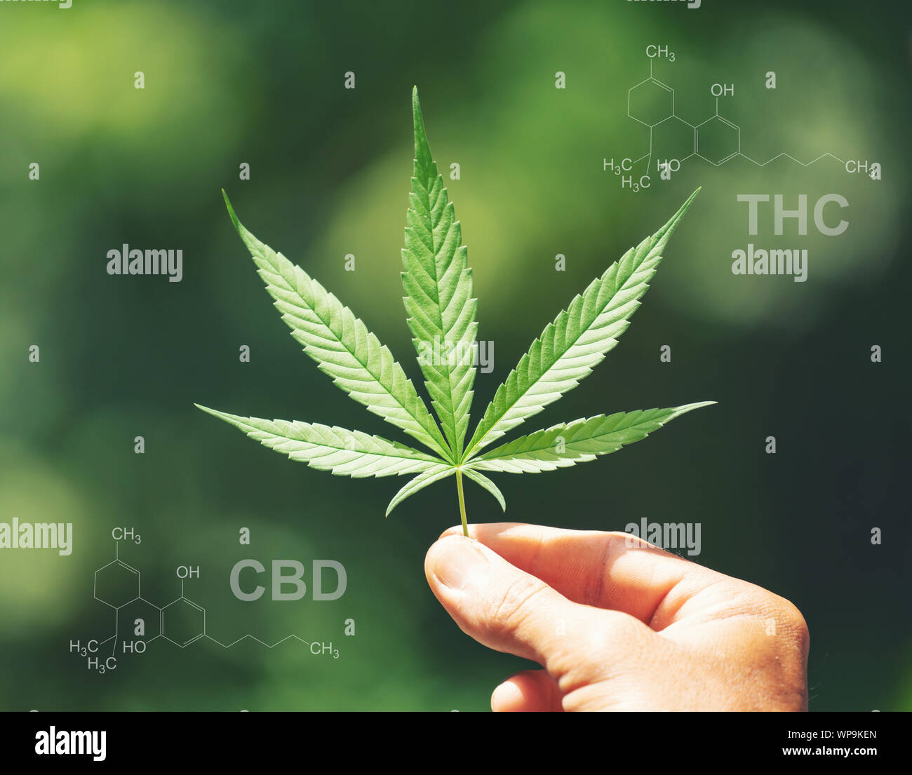 Marihuana Blatt mit cbd thc chemische Struktur Stockfoto