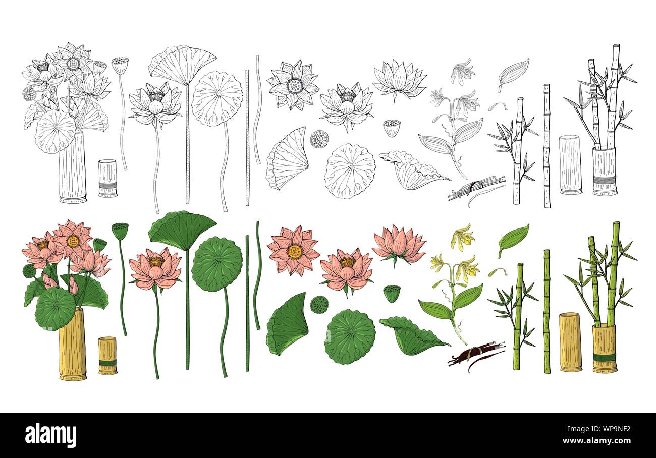 Großer Satz von Hand gezeichnet Doodle style Blumen. Bambus, Lotus Stock Vektor