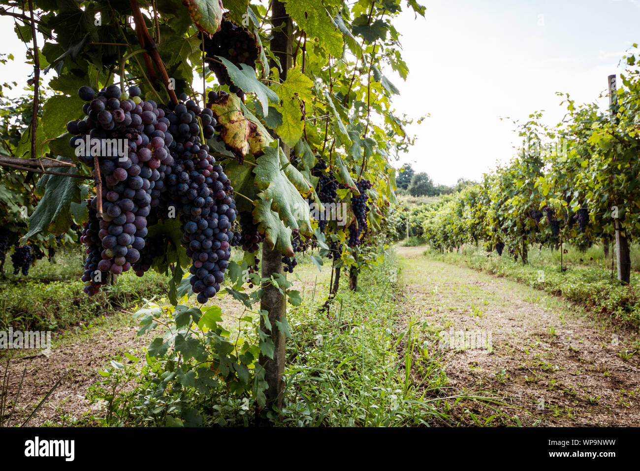 Trauben der Novara Hügel fast bereit für die Ernte, Novara, Piemont, Italien Stockfoto