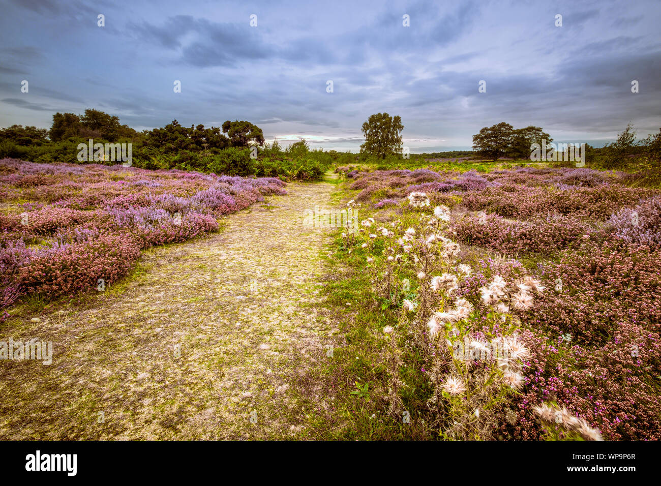 Heather blühen auf Dunwich Heath. Stockfoto