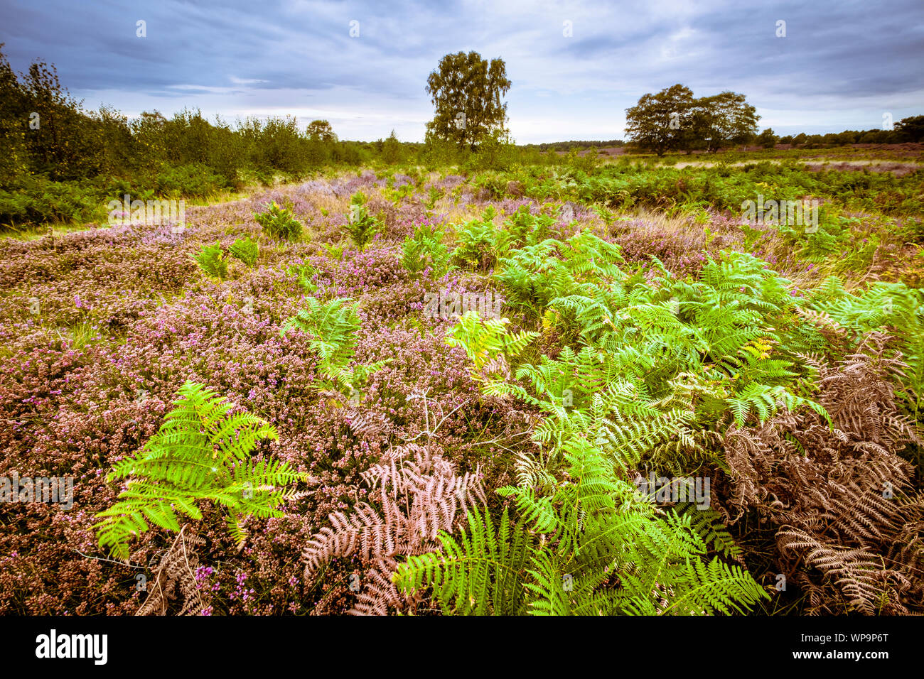 Heather blühen auf Dunwich Heath. Stockfoto