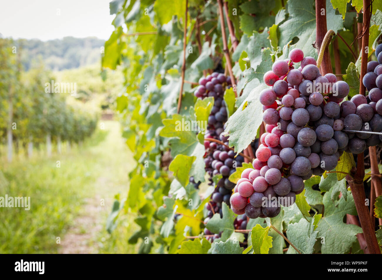 Trauben der Novara Hügel zur Ernte bereit, Novara, Piemont, Italien Stockfoto