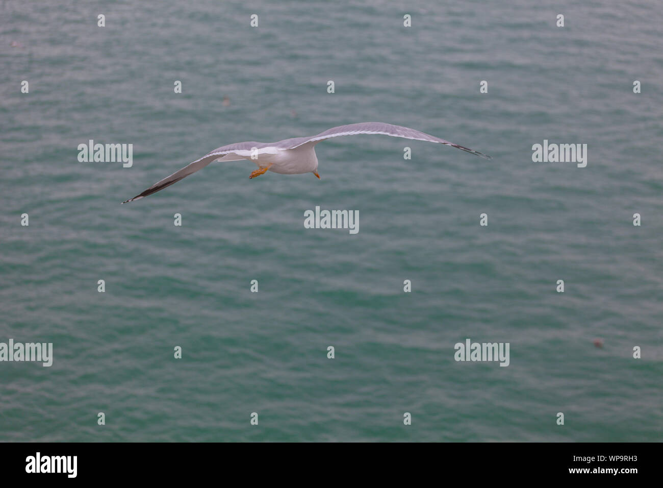 Möwe Flug über die Wellen des Meeres, Venedig, Italien Stockfoto