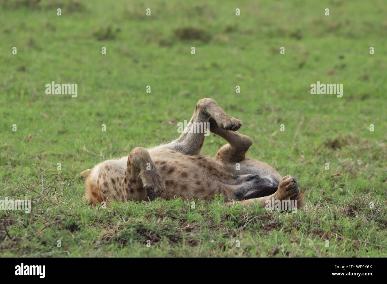 Tüpfelhyäne im Gras rollen, Masai Mara National Park, Kenia. Stockfoto