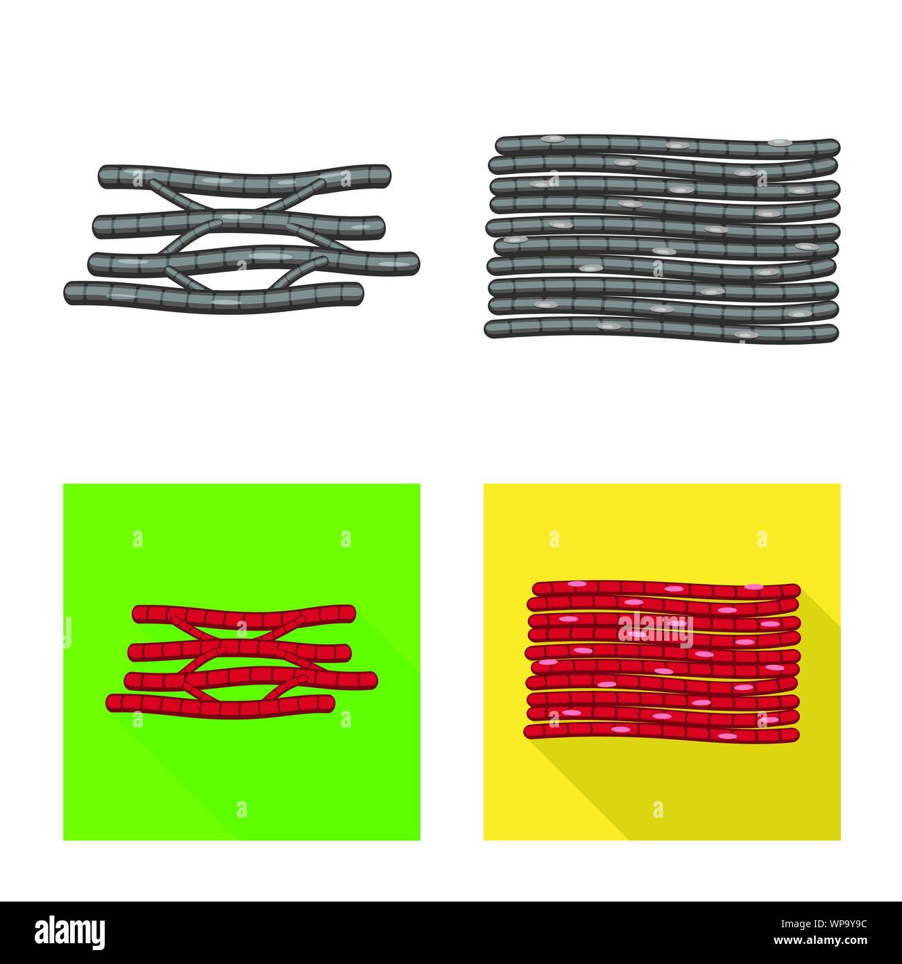 Isoliertes Objekt der Faser und muskulös. Satz von Faser- und Körper vektor Symbol für das Lager. Stock Vektor