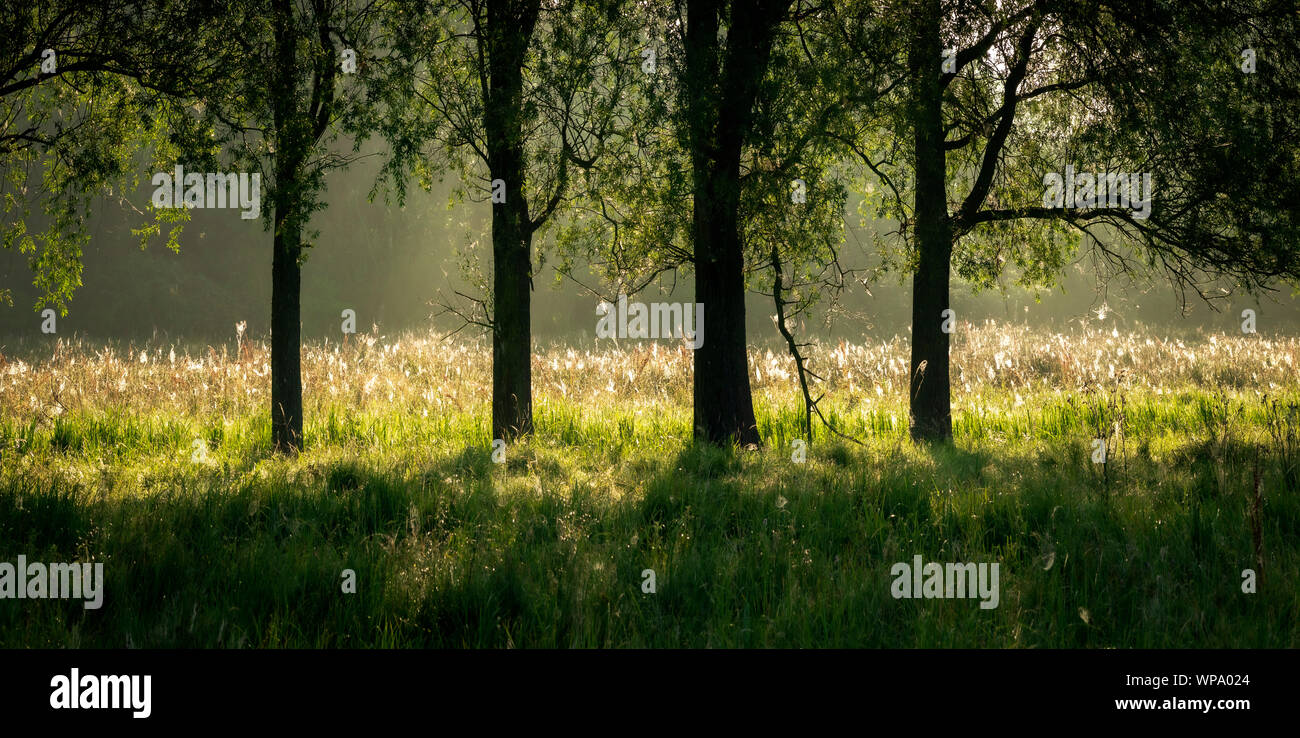 Am frühen Morgen Sonne Beleuchtung bis spinnen Web-sites in einer Wiese hinter Bäumen. Stockfoto
