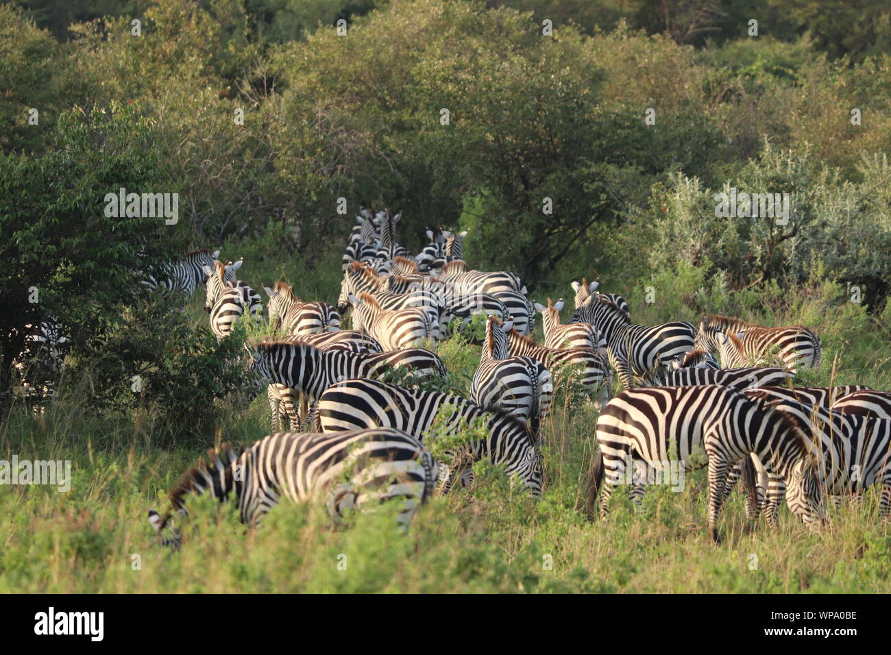 Gruppe der Zebras in der Savanne, Masai Mara National Park, Kenia. Stockfoto