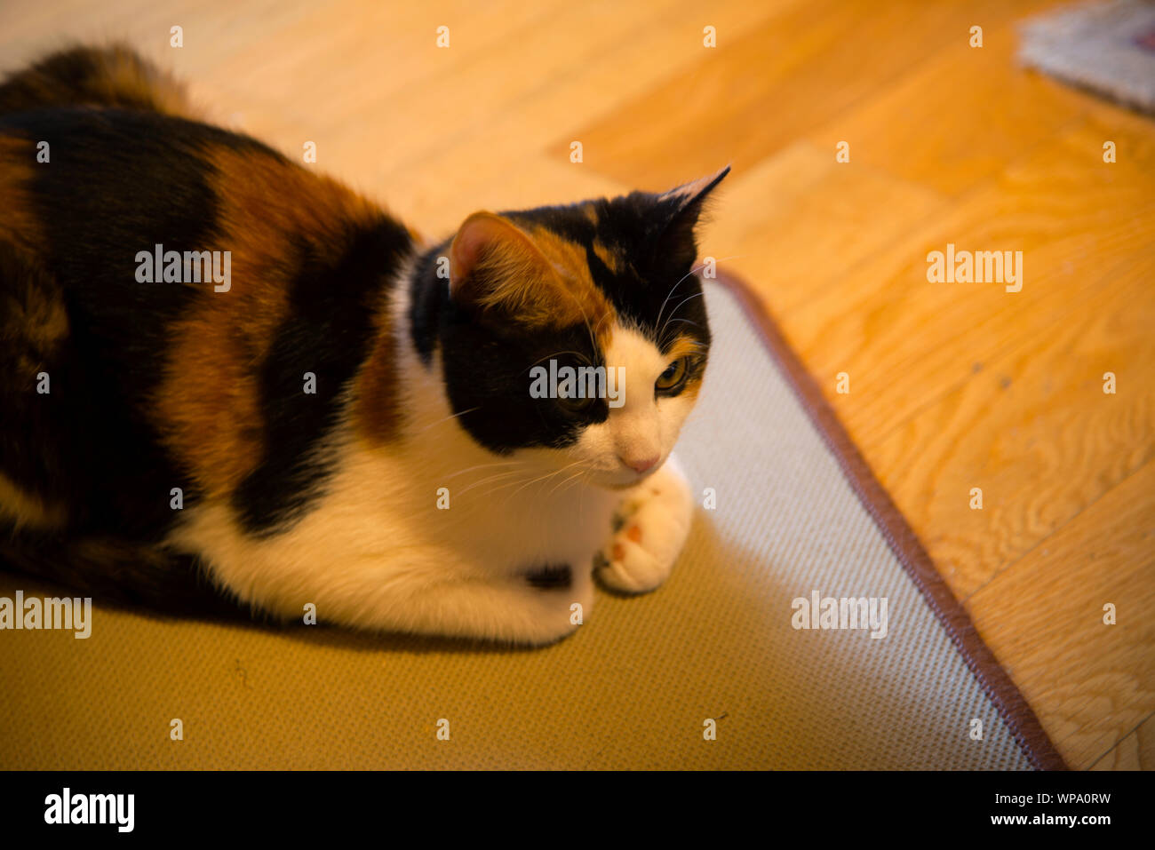 Eine kleine bunte Katze. Stockfoto