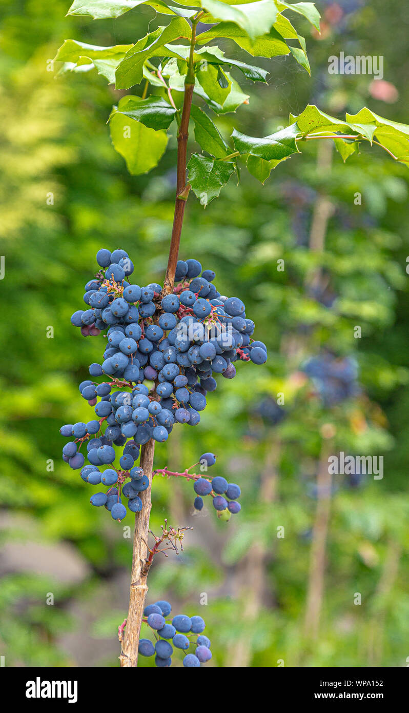Lila Beeren im Wald im pazifischen Nordwesten Stockfoto