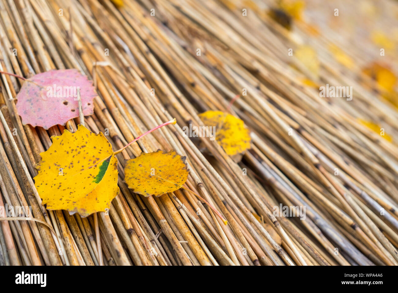 Blätter im Herbst liegen im Schilf Stockfoto