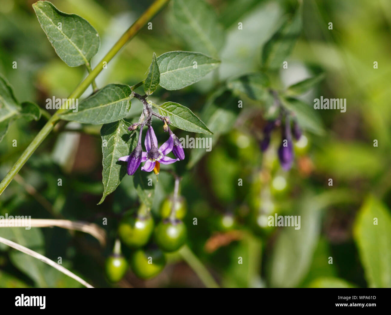 Belladonna - die Tollkirsche. Stockfoto